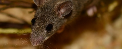 Imagen servicio de control integrado de plagas